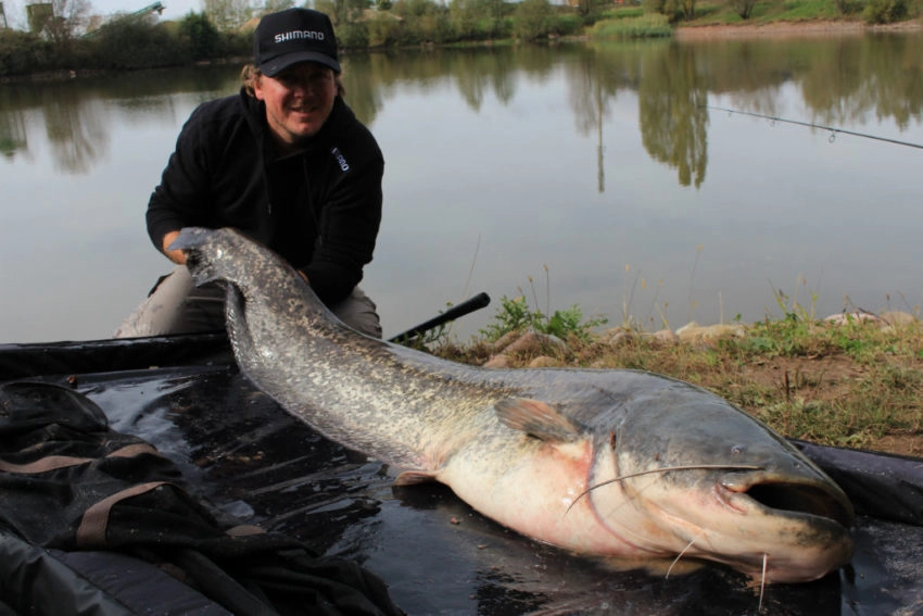 Pêche du silure au feeder