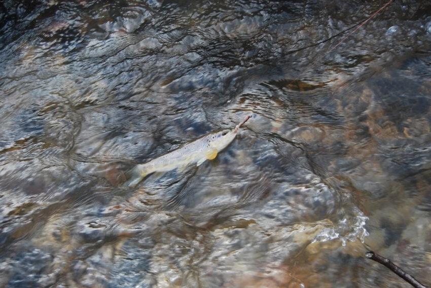 Pêche au ver toute l'année