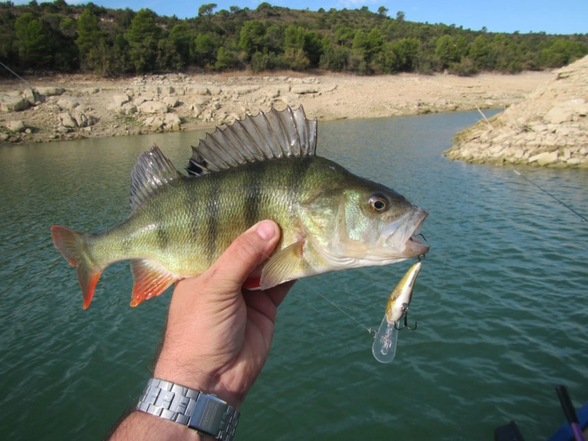 Leurre Rapala Shad Dancer