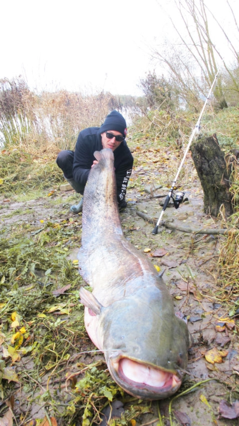 Pêche du silure au leurre en eau froide