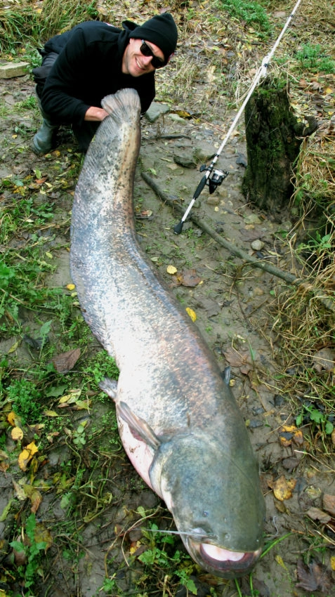 Pêche du silure au leurre en eau froide