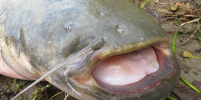 Pêche du silure au leurre en eau froide