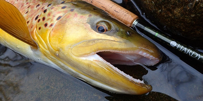 Choix de la rivière pour l'ouverture de la pêche à la truite