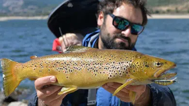 Pêche à la truite au poisson nageur coulant