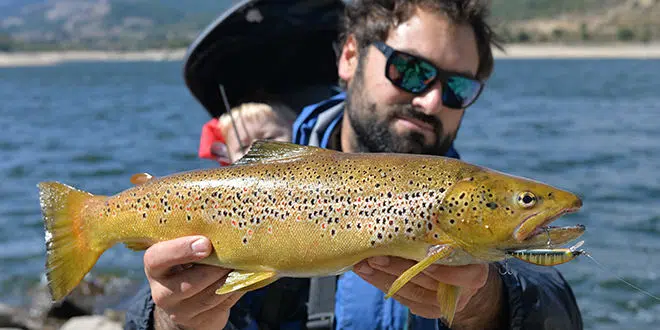 Pêche à la truite au poisson nageur coulant