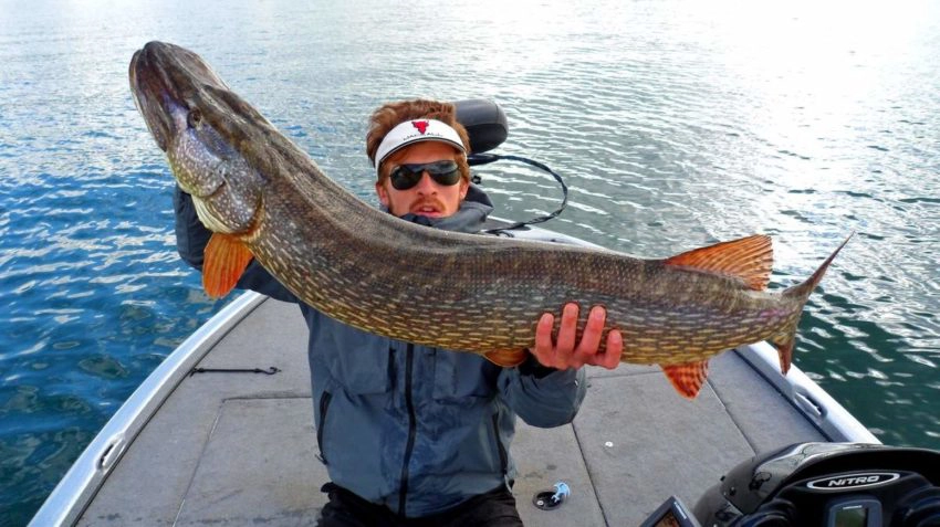 Gros brochet record dans le lac Léman