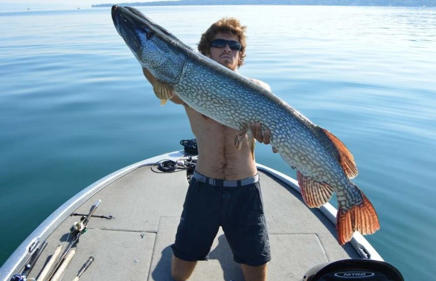 Gros brochet record dans le lac Léman