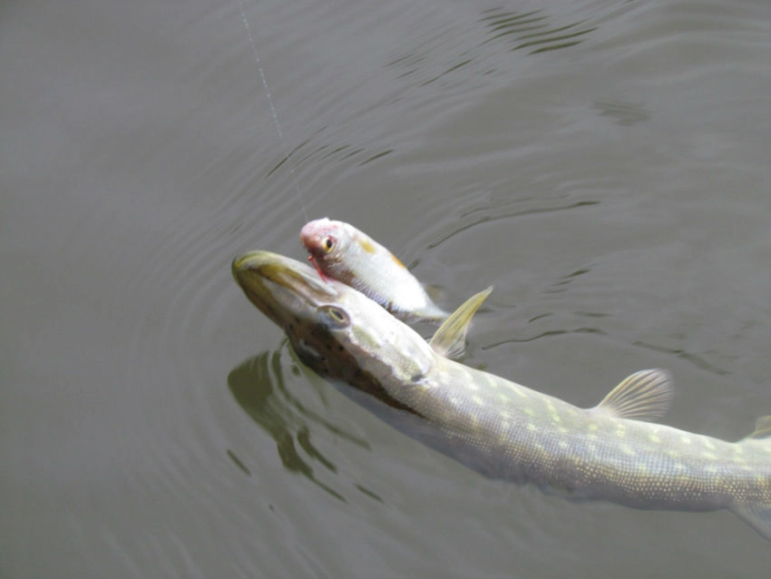 Pêche au vif des carnassiers