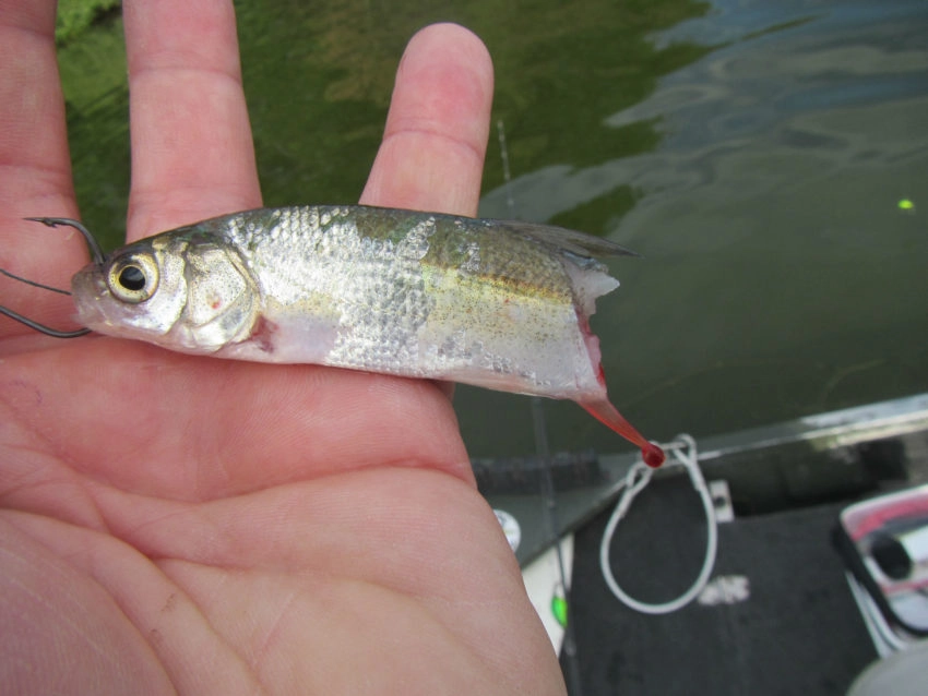 Pêche au vif des carnassiers