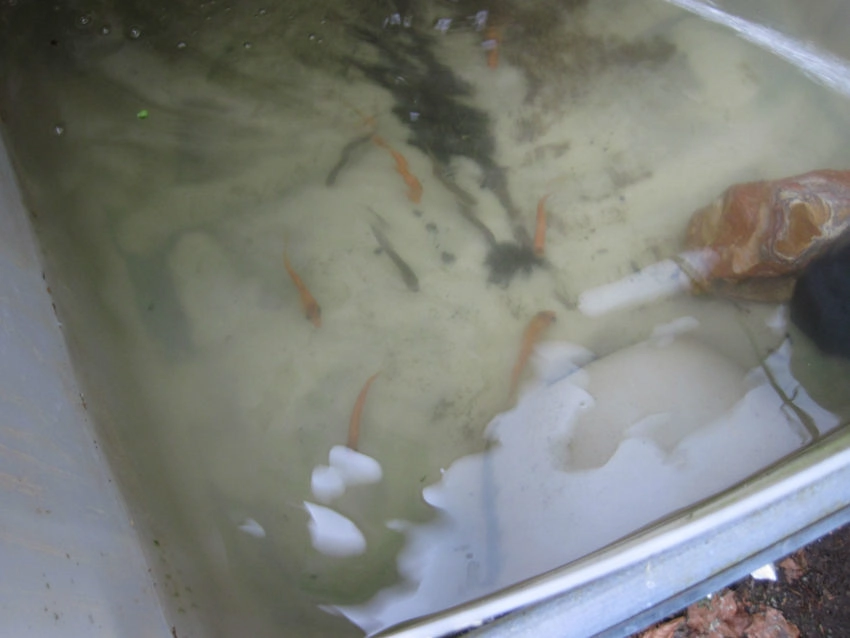 Pêche au vif des carnassiers