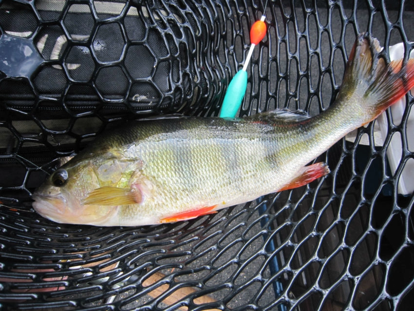 Pêche au vif des carnassiers