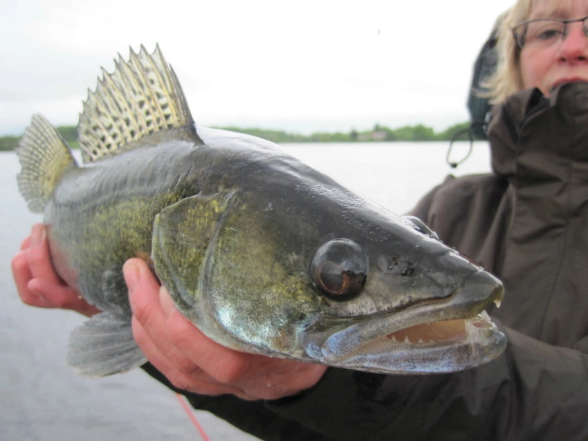 Pêche au vif des carnassiers