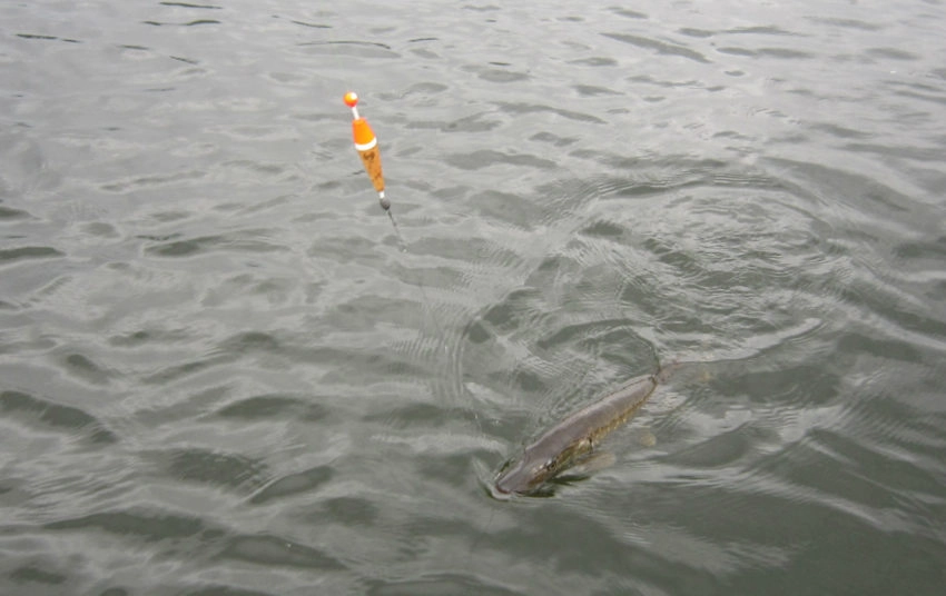 Pêche au vif des carnassiers