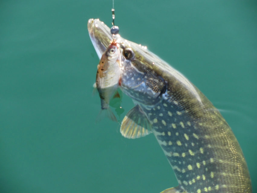 Pêche du brochet et du sandre au mort manié