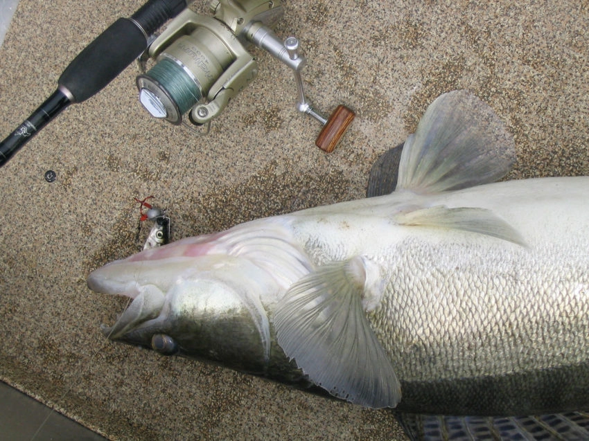 Pêche du brochet et du sandre au mort manié