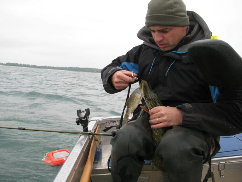 Pêche du brochet et du sandre au mort manié