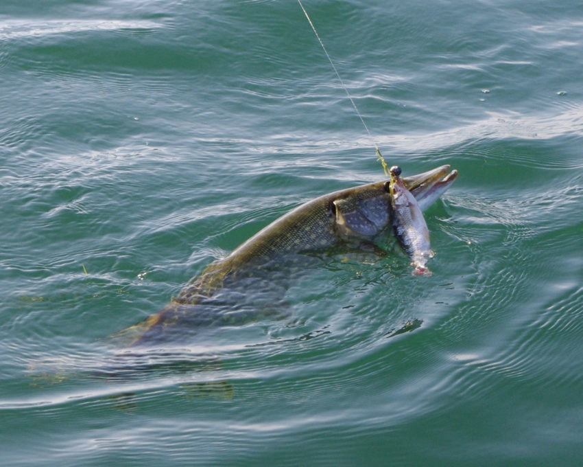 Pêche du brochet et du sandre au mort manié