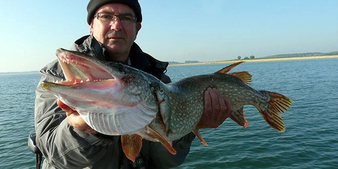 Pêche du brochet et du sandre au mort manié