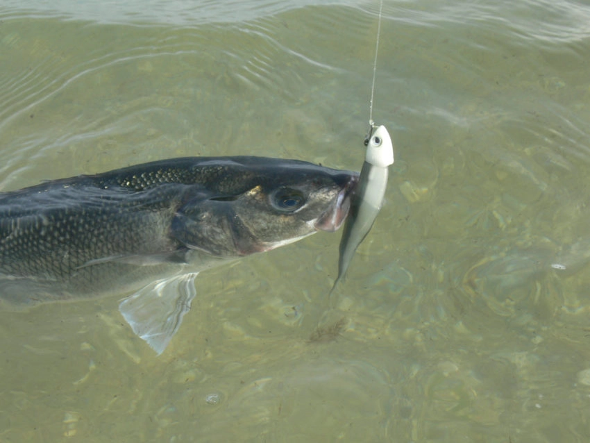 Pêche en mer à la volée