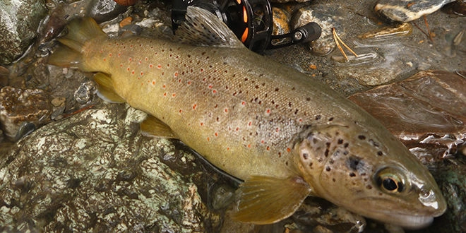 Pêche de la truite au toc en début de saison