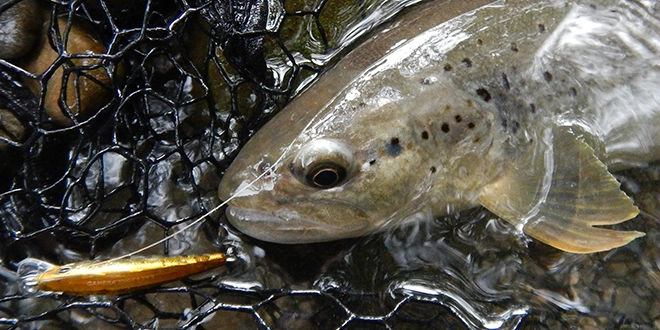 Pêche de la truite au poisson nageur