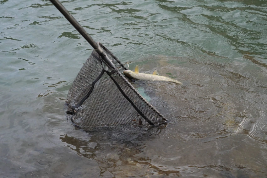 Epuisette pour la pêche des carnassiers