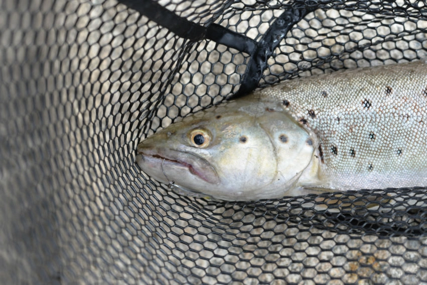 Epuisette pour la pêche des carnassiers