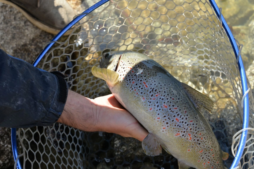 Epuisette pour la pêche des carnassiers