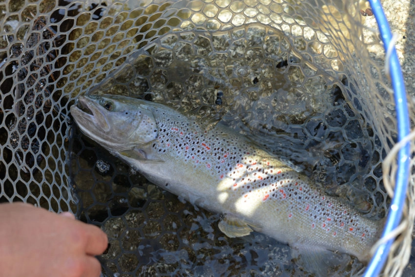 Epuisette pour la pêche des carnassiers