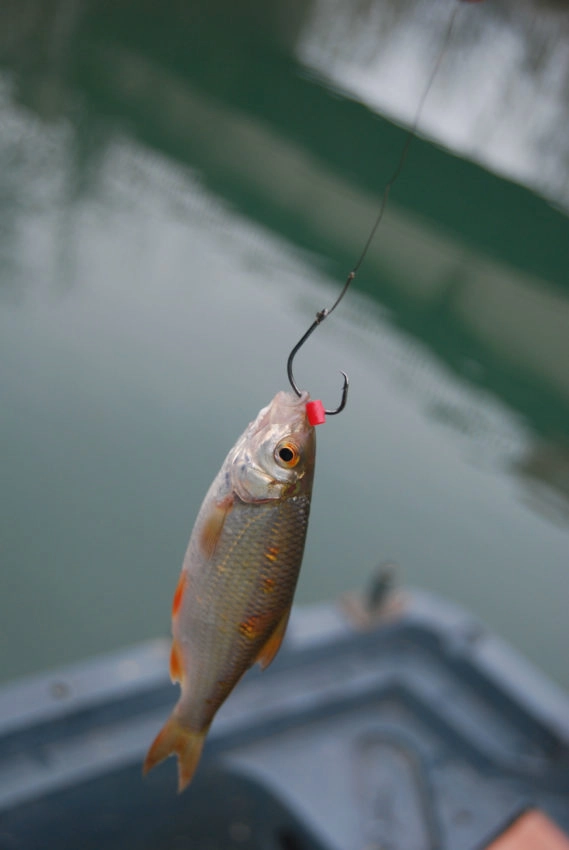 Choix de l'hameçon pour pêcher les carnassiers