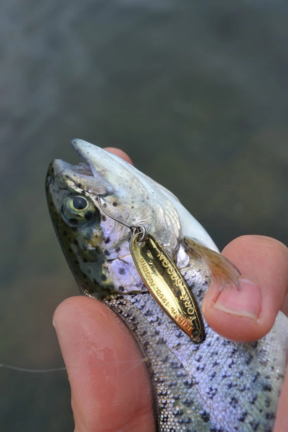 Pêche à la cuillère ondulante de la truite et des autres poissons salmonidés