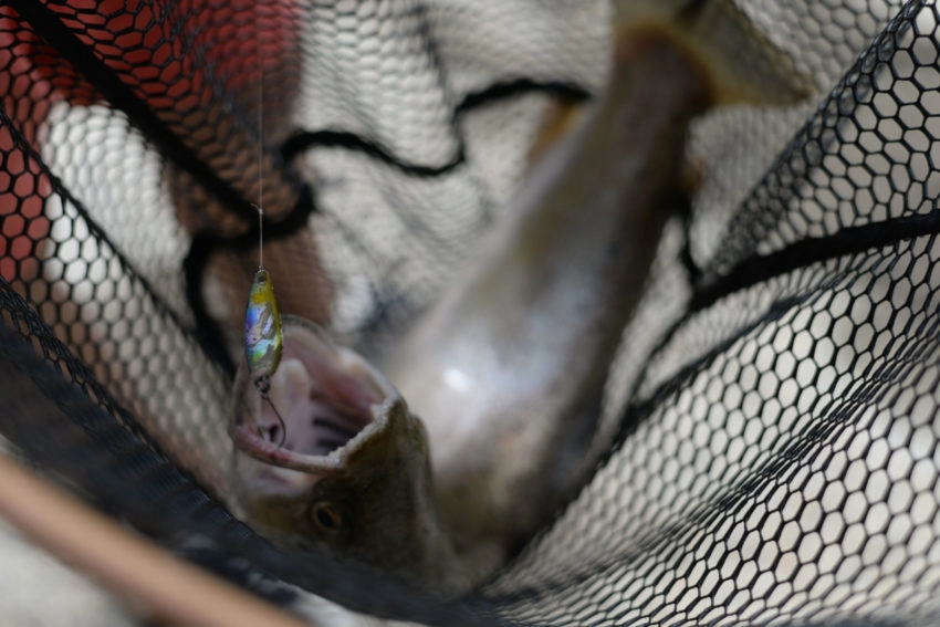 Pêche à la cuillère ondulante de la truite et des autres poissons salmonidés