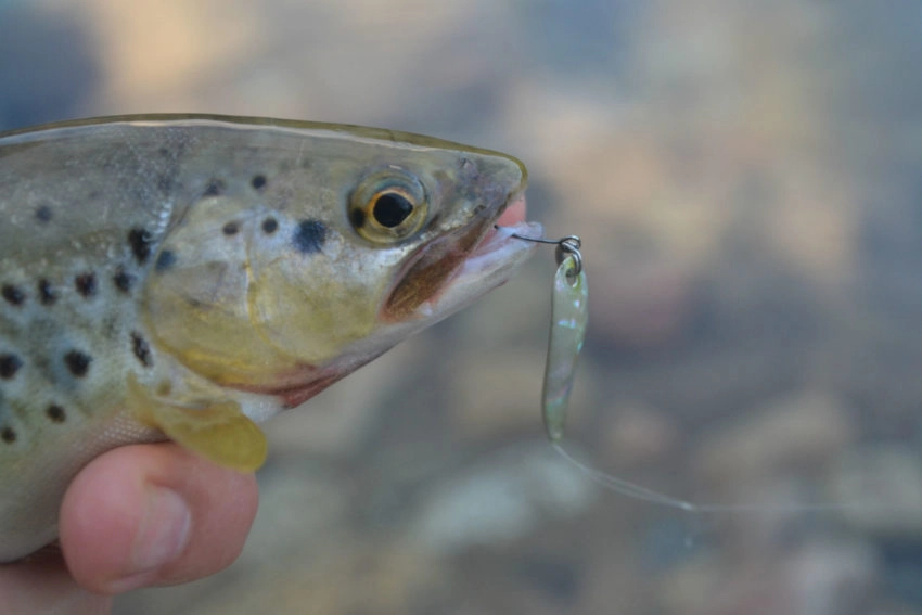 Pêche à la cuillère ondulante de la truite et des autres poissons salmonidés