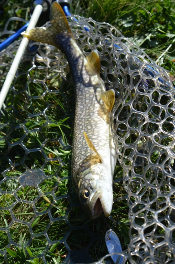 Pêche à la cuillère ondulante de la truite et des autres poissons salmonidés