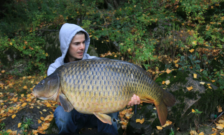 Pêche de la carpe en plein courant