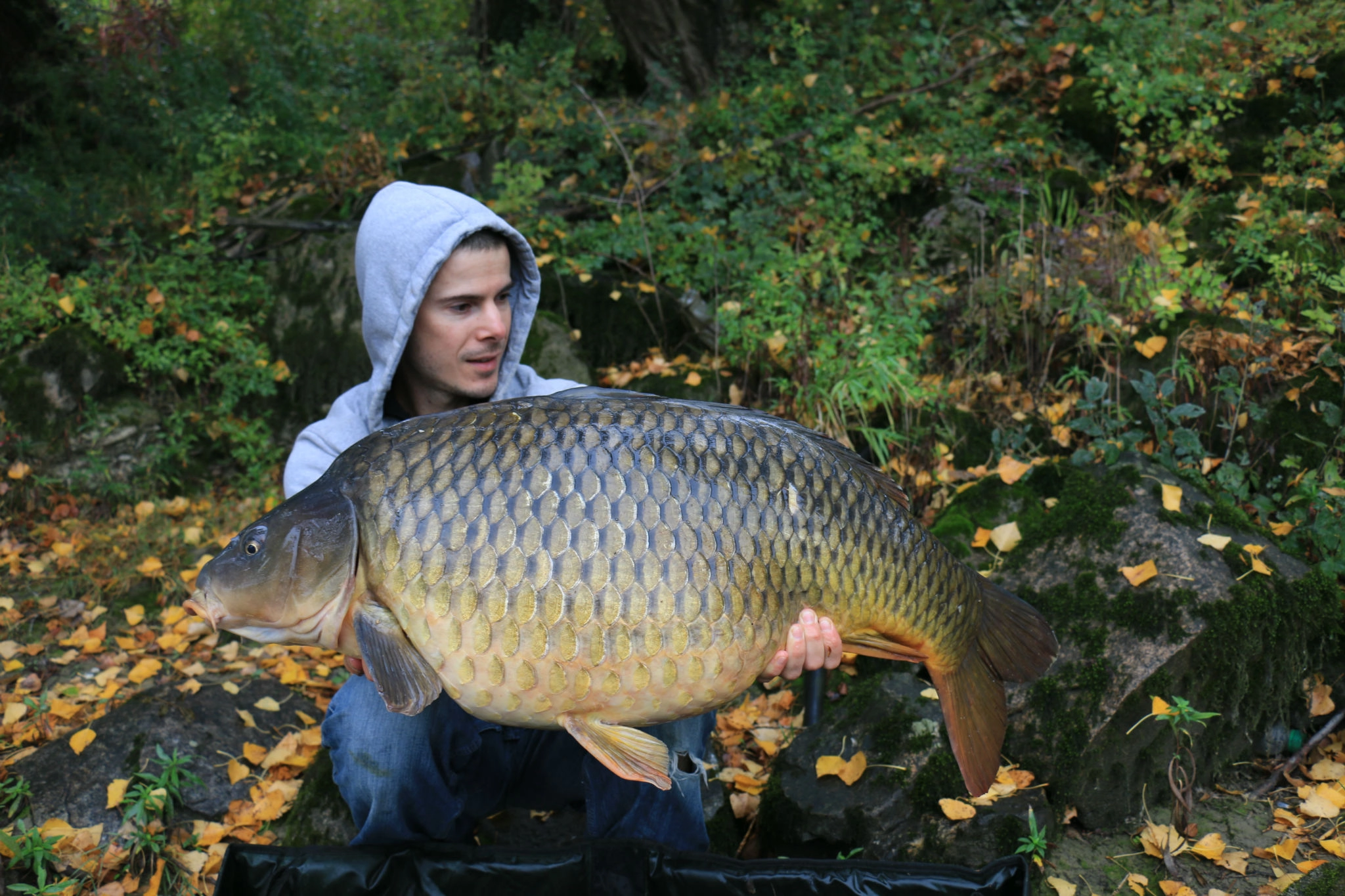 Pêche de la carpe en plein courant