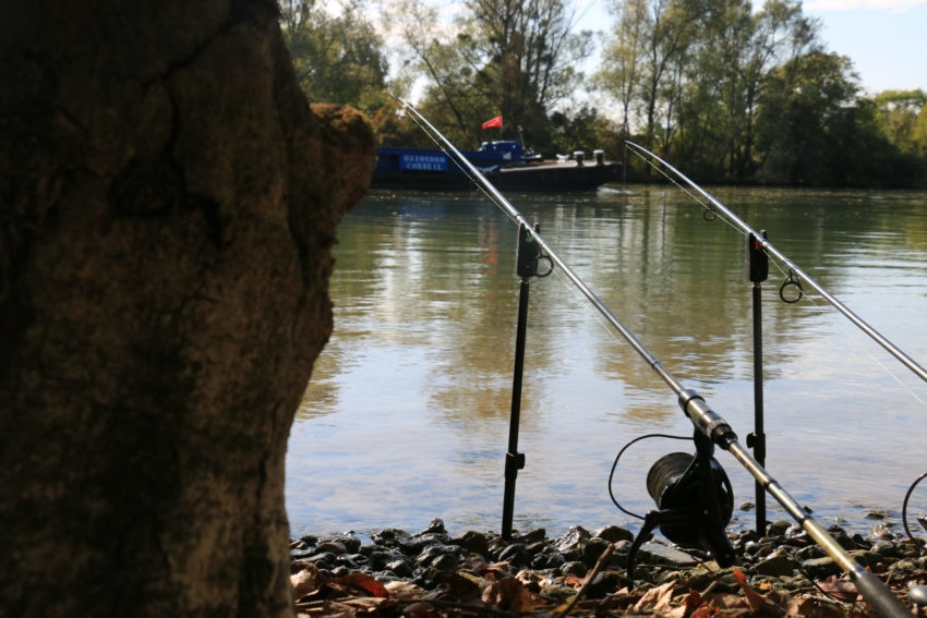 Pêche de la carpe en plein courant