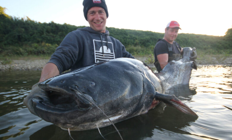 Pêche ciblée des gros silures