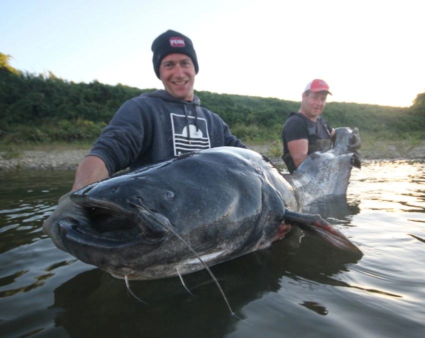 Pêche ciblée des gros silures