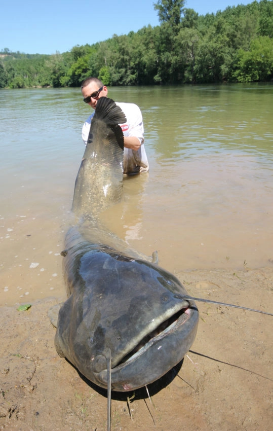 Pêche ciblée des gros silures