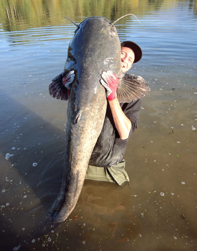 Pêche ciblée des gros silures