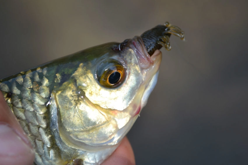 Pêche au leurre des poissons blancs