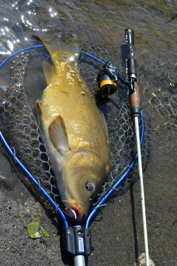 Pêche au leurre des poissons blancs