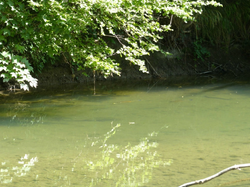 Pêche au leurre des poissons blancs