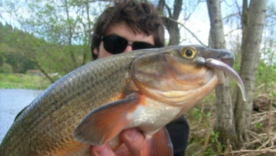 Pêche au leurre des poissons blancs