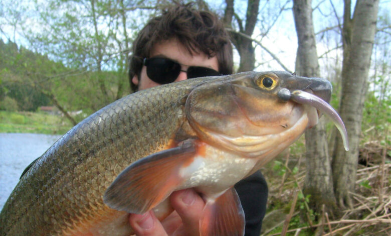 Pêche au leurre des poissons blancs