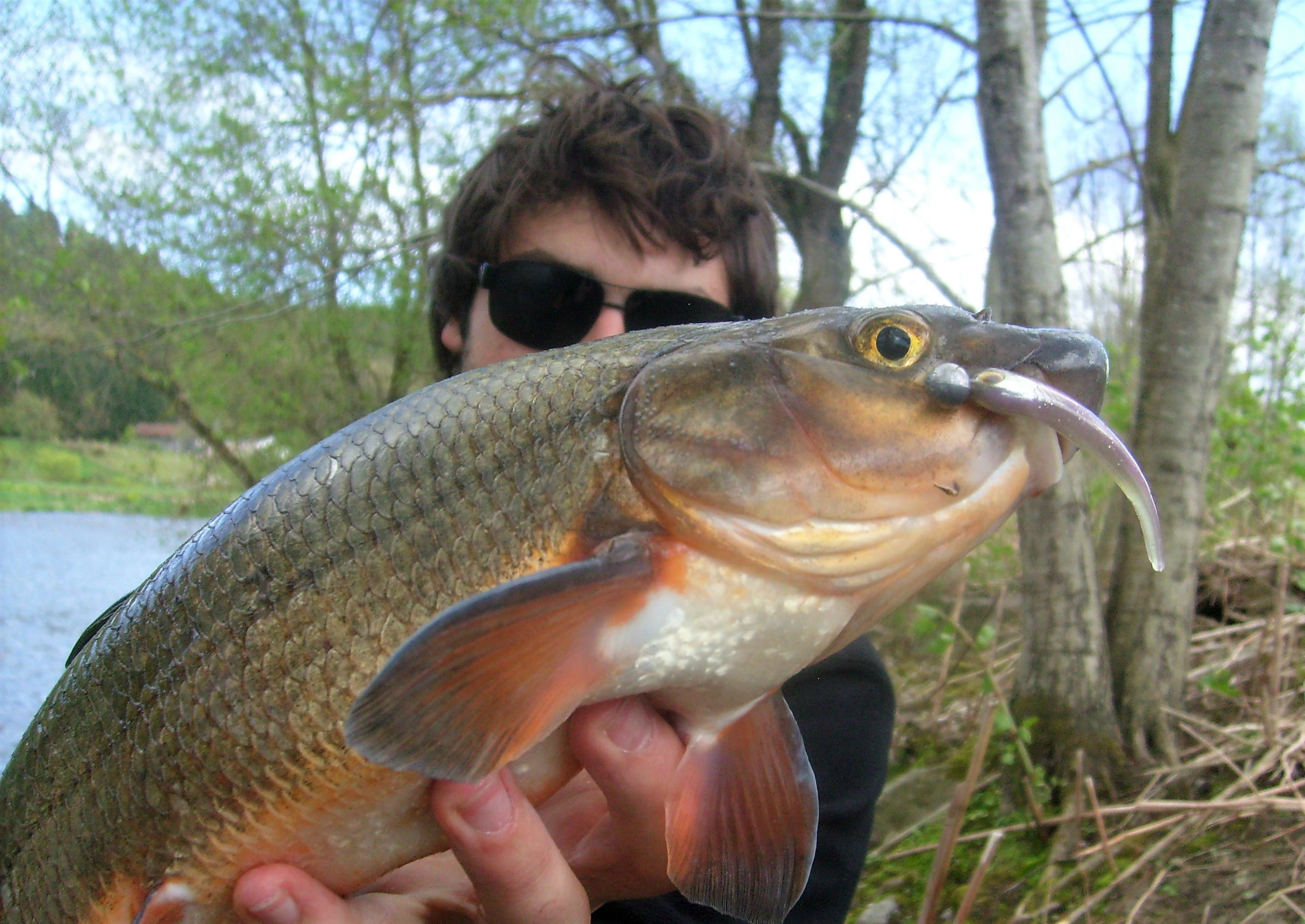 Pêche au leurre des poissons blancs