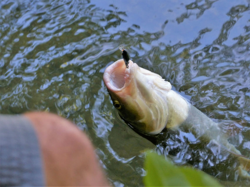 Pêche au leurre des poissons blancs