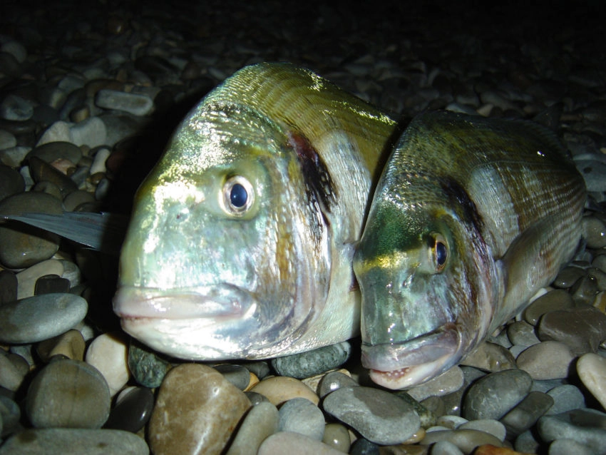 Pêche des sparidés en surfcasting la nuit