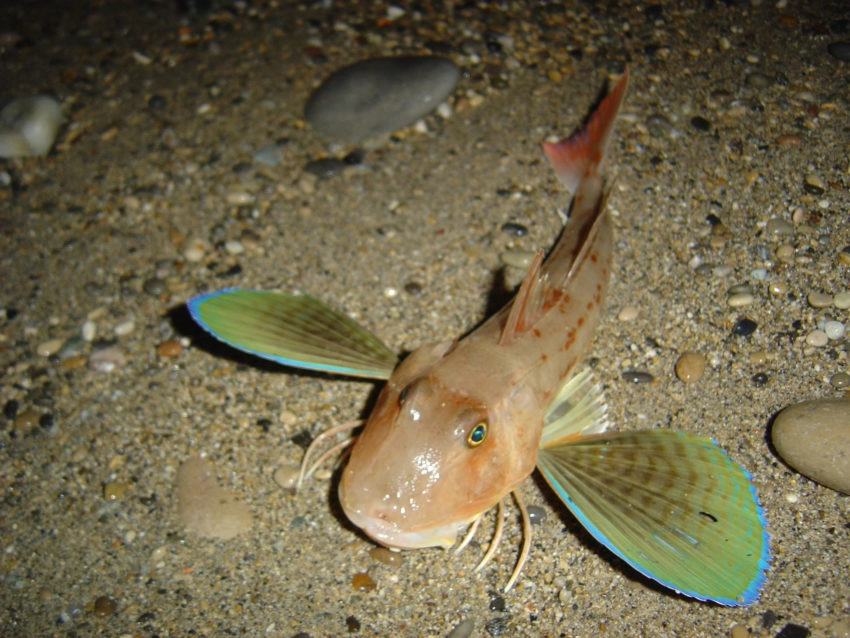 Pêche des sparidés en surfcasting la nuit